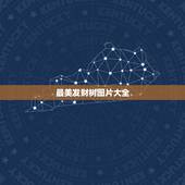 最美发财树图片大全，发财树图片有九叶的吗