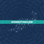 发财树掉叶子是怎么回事，发财树掉叶是怎么回事？