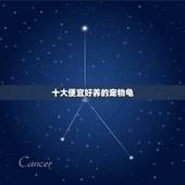 十大便宜好养的宠物龟，什么宠物容易养啊？乌龟容易养吗？