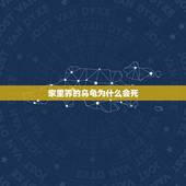 家里养的乌龟为什么会死，家养乌龟突然死亡怎么回事？