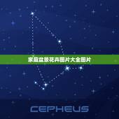 家庭盆景花卉图片大全图片，图中盆栽是花卉还是菜？请老师指点。