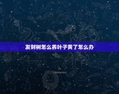 发财树怎么养叶子黄了怎么办，发财树叶子黄了怎么办？