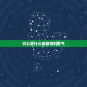 办公室什么植物招财聚气，办公室放什么植物会比较合适旺财运？