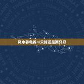 风水养龟养一只好还是两只好，乌龟养一对好还是养一只好？