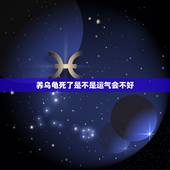 养乌龟死了是不是运气会不好，乌龟死了是有什么预兆