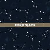 招财树叶子发黑脱落，请教一下招财树的叶子发黑掉落是什么原因？