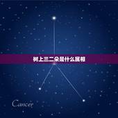 树上三二朵是什么属相，树上花开三二朵是什么生肖