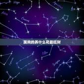 属狗的养什么花最旺财，属狗家里放什么植物会带来好运？