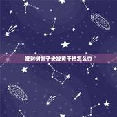 发财树叶子尖发黄干枯怎么办，我的发财树从叶子尖发黄发灰干枯是什么原因呀