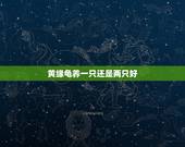 黄缘龟养一只还是两只好，乌龟养一对好还是养一只好？