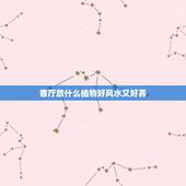 客厅放什么植物好风水又好养，客厅养什么植物最好 客厅植物风水大全