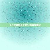 十二生肖图片大全12张真实图片，十二生肖图片大全可爱