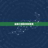 盆栽三颗发财树寓意，三颗发财树做盆景是什么寓意