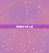 招财佛手树怎么养，招财佛手怎么养？