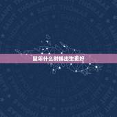 鼠年什么时候出生更好，2022 年生鼠更佳月份