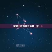 家里一般养什么龟好一些，一般家里养什么乌龟好？就是风水好的那种。