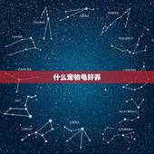 什么宠物龟好养，宠物龟都有哪些？哪个宠物龟好养活，寿命长？