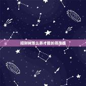 招财树怎么养才能长得茂盛，招财树叶子发黄掉叶子怎么办