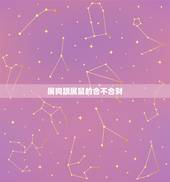 属狗跟属鼠的合不合财，属老鼠和属狗的人合不合