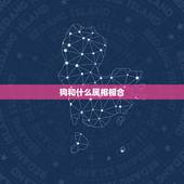 狗和什么属相相合，属狗的6合贵人