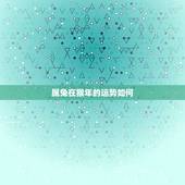 属兔在猴年的运势如何，1975属兔在猴年每月的财运
