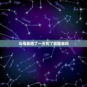 乌龟被晒了一天死了能醒来吗，小乌龟晒完太阳好像快死了？能救吗？我该怎么