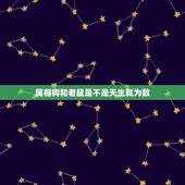 属相狗和老鼠是不是天生就为敌，属鼠和属狗的合不合