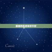 属猪的在虎年好不好，属猪和属虎相冲吗
