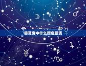 垂耳兔中什么颜色最贵，垂耳兔颜色排行