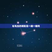 松毛虫的婚配是一雌一雄吗，松毛虫应该要怎样防治？
