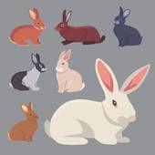 缺金属兔有诗意女孩名字(寓意深刻的命名艺术)