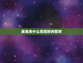 属兔养什么花招财并聚财，属兔戴什么招财