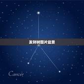 发财树图片盆景，发财树盆栽长太多新叶了 需要修剪吗？