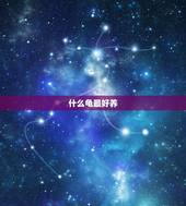 什么龟最好养，新手养龟，什么龟好养，还不贵
