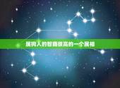 属狗人的智商很高的一个属相，智商和情商都很高的生肖是哪些？