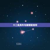十二生肖牛与猪婚配如何，牛跟猪生肖搭配吗？