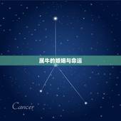 属牛的婚姻与命运，96属鼠人的婚姻与命运