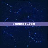 85年的鸡是什么命婚配，1985年的牛与1981的鸡是否可婚配