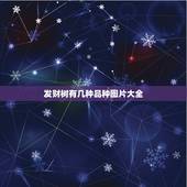发财树有几种品种图片大全，发财树有几个品种！