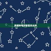 养哪种龟对家里风水好，家庭养龟养哪些品种好，还有和风水有没有关系。谢谢
