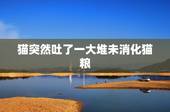 猫突然吐了一大堆未消化猫粮，大家帮帮忙 我家猫猫老吐 是那种刚吃完猫粮