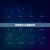 家庭养什么龟最好养，家里养哪种乌龟比较好