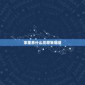 家里养什么花带来姻缘，室内养花哪种花好养