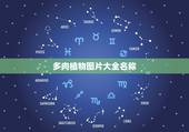 多肉植物图片大全名称，求多肉植物名称（具体的）