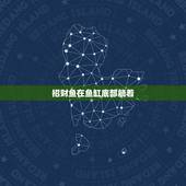 招财鱼在鱼缸底部躺着，我的招财鱼为什么老是在鱼缸低下躺着？