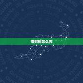招财树怎么养，发财树如何养才能长得好？