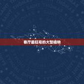 客厅最旺宅的大型植物，客厅放什么大型植物好呢，1.5米以上的
