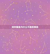 招财猫鱼为什么不能养两条，招财猫鱼是风水鱼吗？要养几条合适？