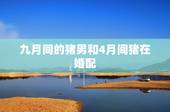 九月间的猪男和4月间猪在婚配，1995年四月的猪和1995年9月的猪合