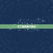 十二生肖单个照片，十二生肖单个图